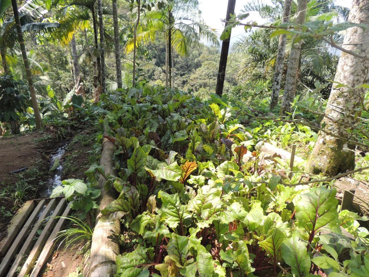 Eco Hostel Organic Life ตรินดาเจอ ภายนอก รูปภาพ